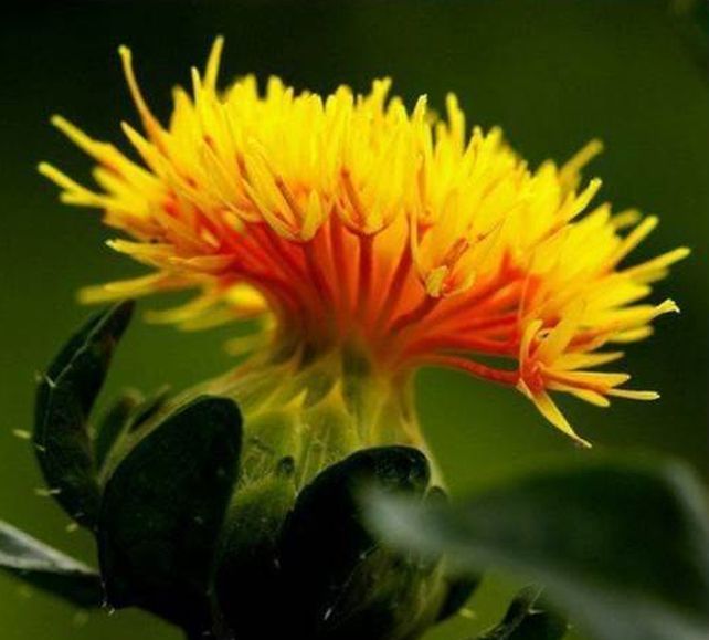 300 PCS SAFFLOWER Saffron Carthamus Tinctorius Seeds B66, US Seller