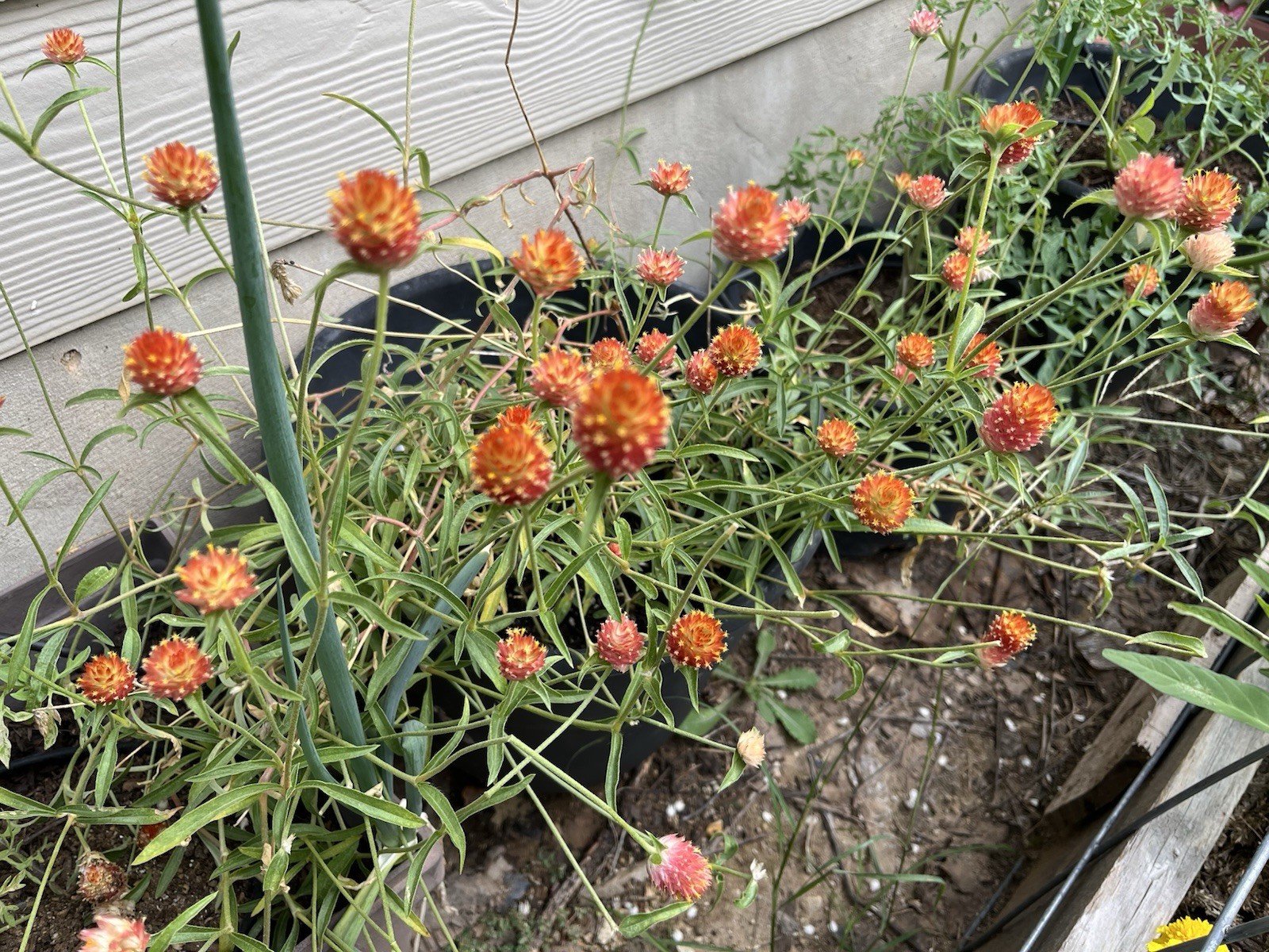50+ Orange gomphrena seeds. Perennial plant. Free shipping