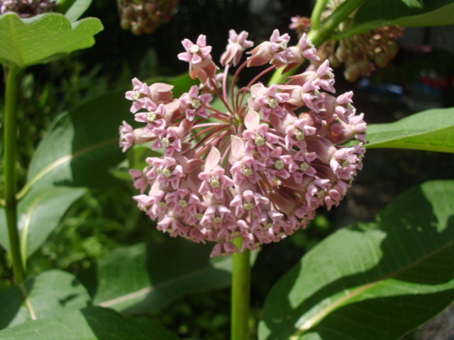 30 COMMON MILKWEED SEEDS – Asclepias syriaca