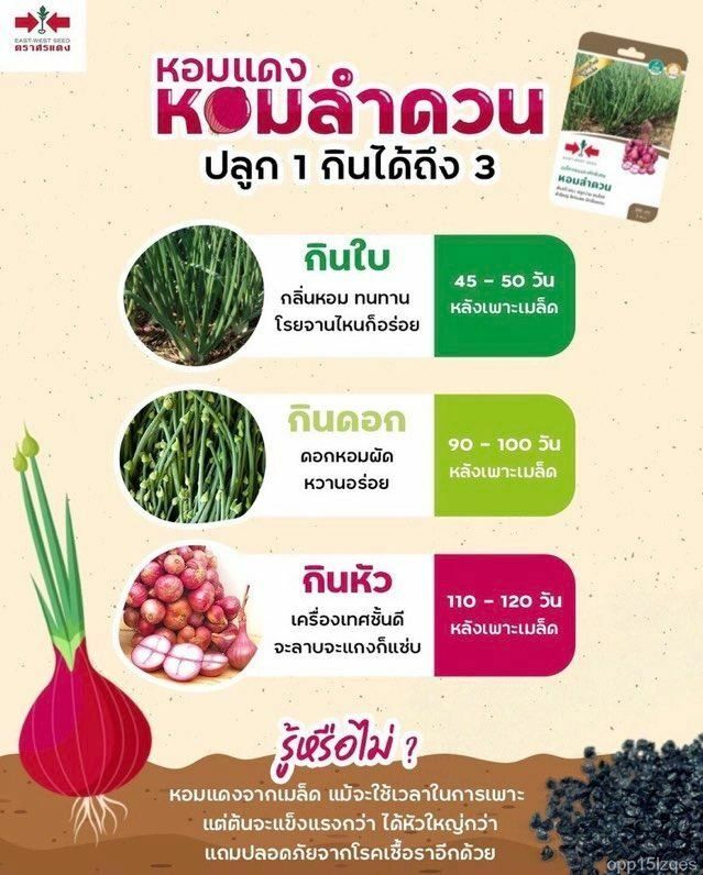 Premium Thai Asian Onion Shallot Seeds