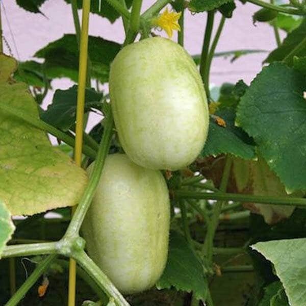Crystal Apple Cucumber 15 Seeds (Organic) | Non-GMO Heirloom Free domestic Ship.