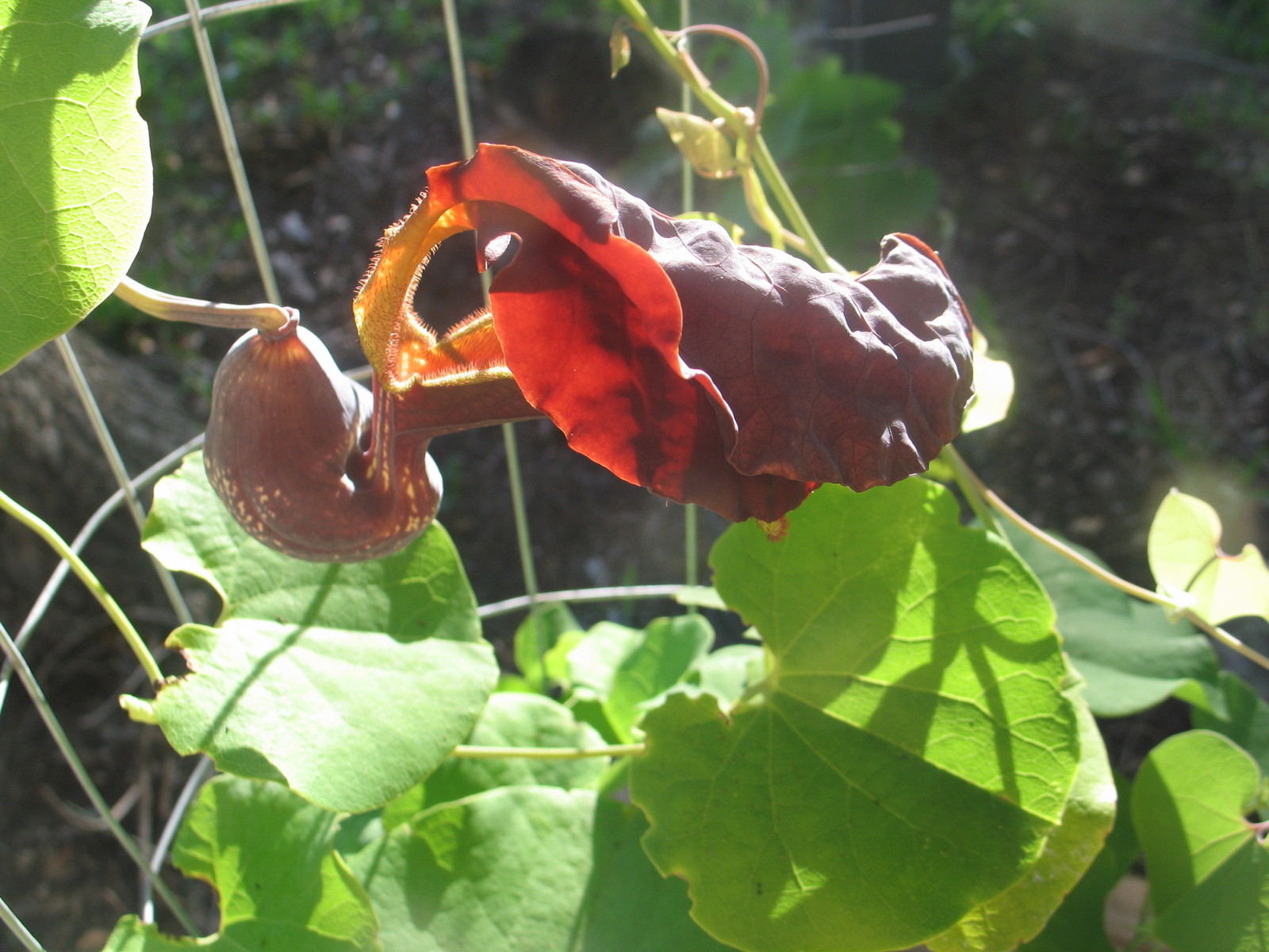 Aristolochia galeata Nova Odessa 10 seeds