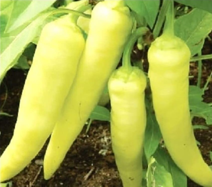 55 SEEDS ORGANIC SWEET BANANA PEPPER FAST FREE SHIPPING, GROUW IN USA FRESH 2023
