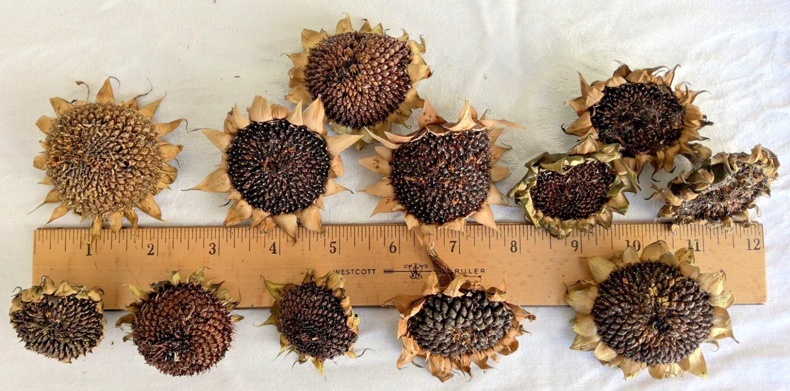 Lot of 12 Dried Sunflower Heads 1″-2″ for Pets Birds Crafts Etc Pesticide Free