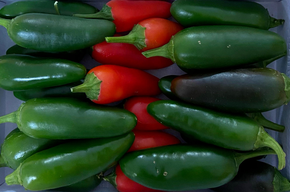 100ct Organic Heirloom M Hot Jalapeno Seeds Seeds NonGMO – The OG Jalapeno!