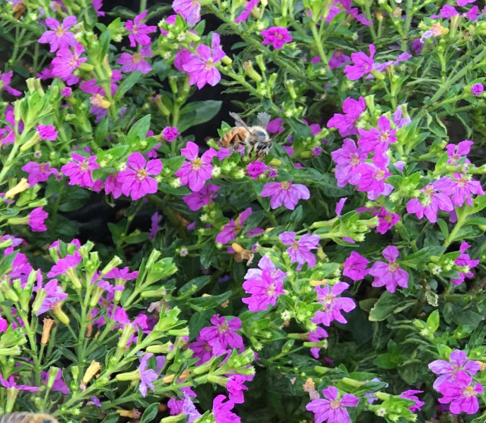 Set 2 Cuphea Allyson Heather Plant – 3-5″ Tall – Lavender Pink Flowering Plant