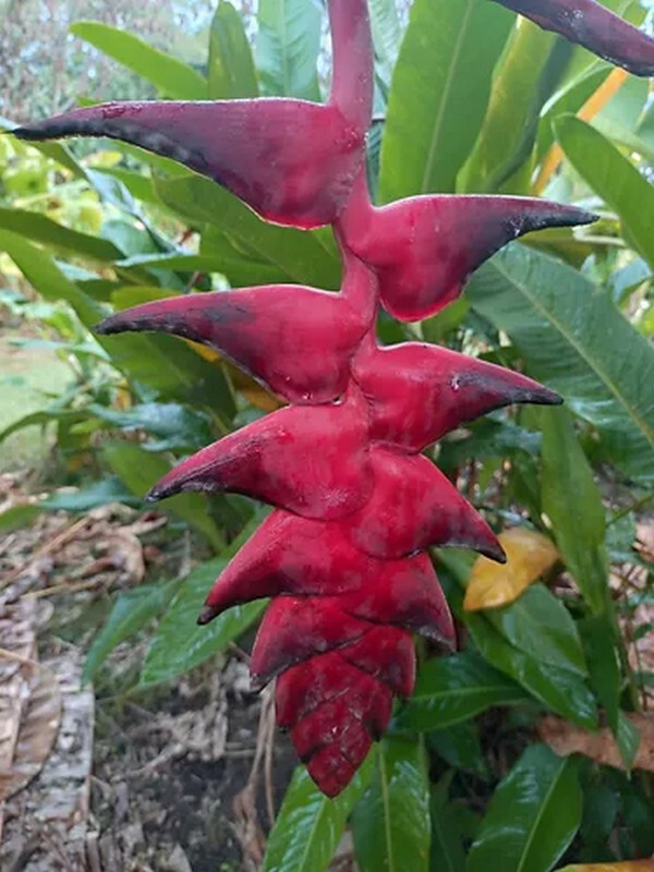 Heliconia mariae x pogonantha ‘Bushmaster live rhizome Tropical