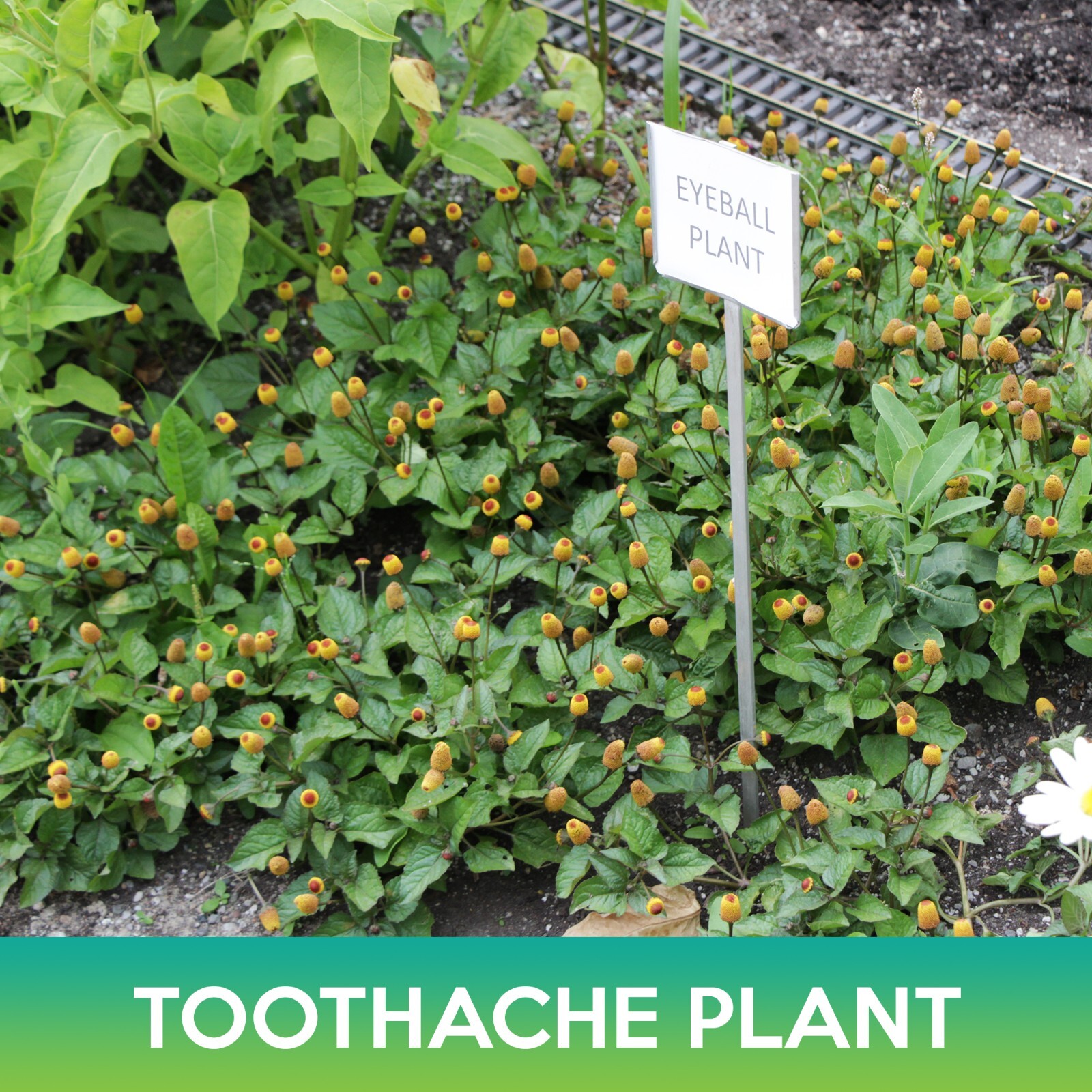 Toothache Plant Seeds, Eyeball Plant, Acmella oleracea