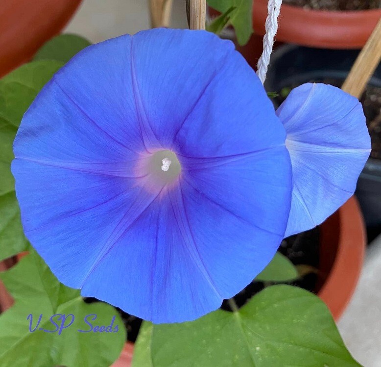 Blue Blush – Japanese Morning Glory – ipomoea NIL – 6 seeds – NEW