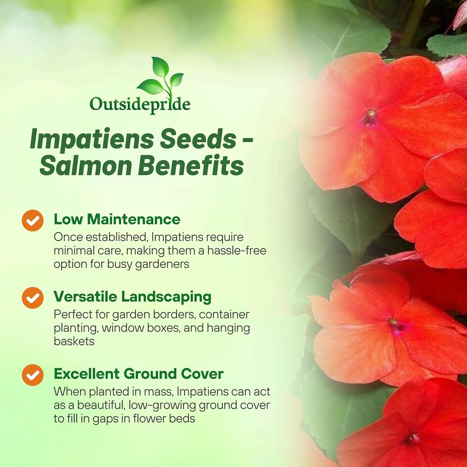 150 Seeds Impatiens Walleriani Xtreme Salmon 8 – 10 Inch Plants