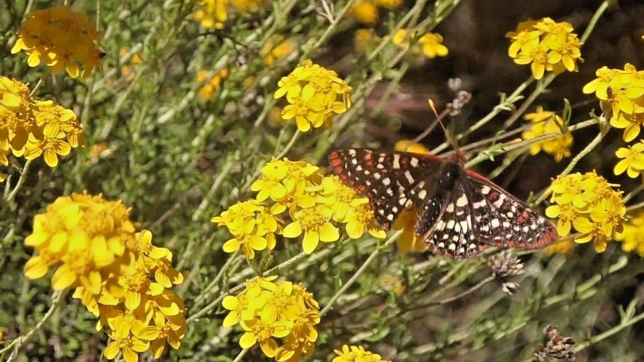 501+GOLD YELLOW YARROW Seeds Milfoil Wildflower Medicinal Herb Perennial Easy
