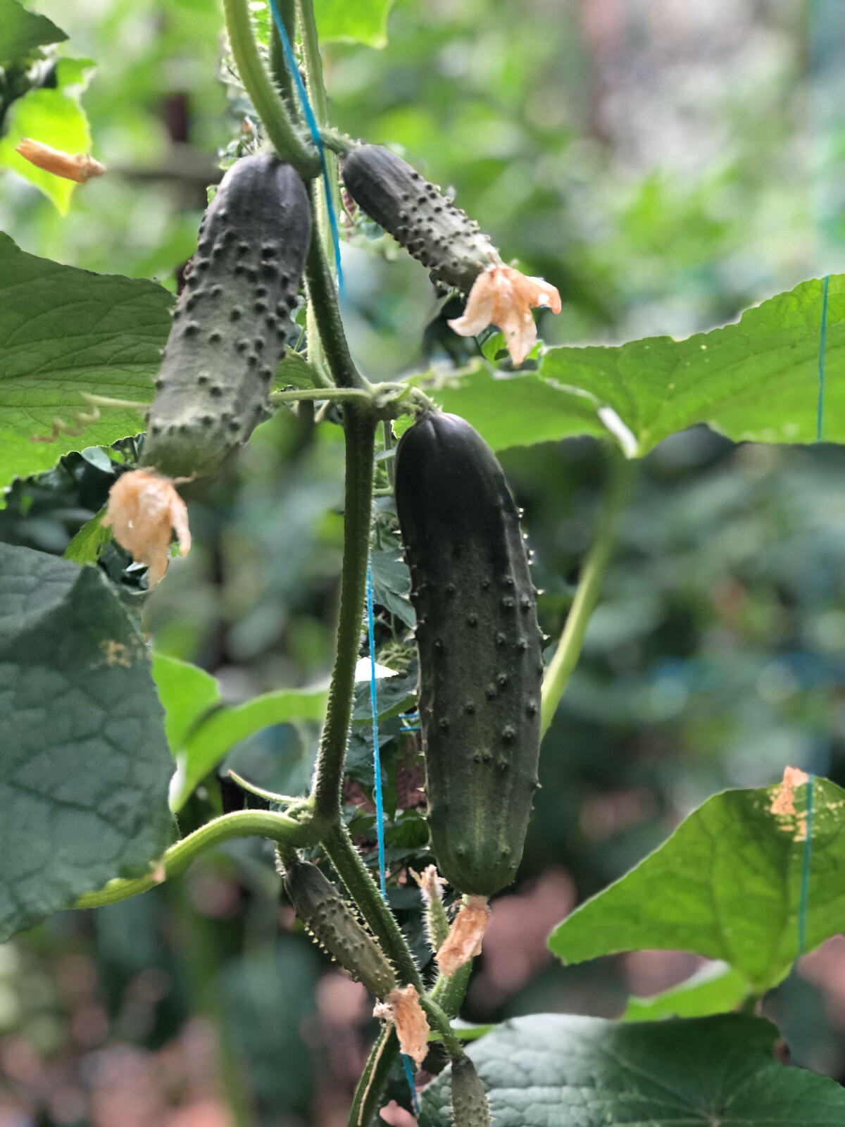 Supremo Hybrid Cucumber Comercial Seeds – Great for Pickling! Heavy producer!