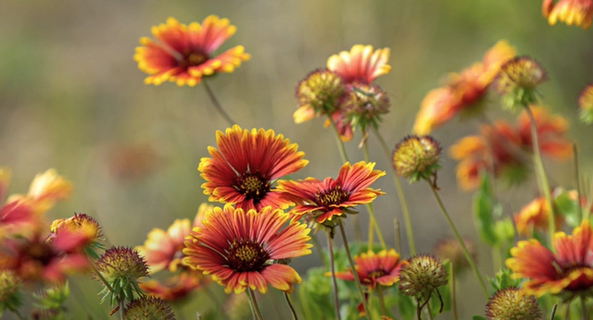 Indian Blanket seeds – Castilleja coccinea