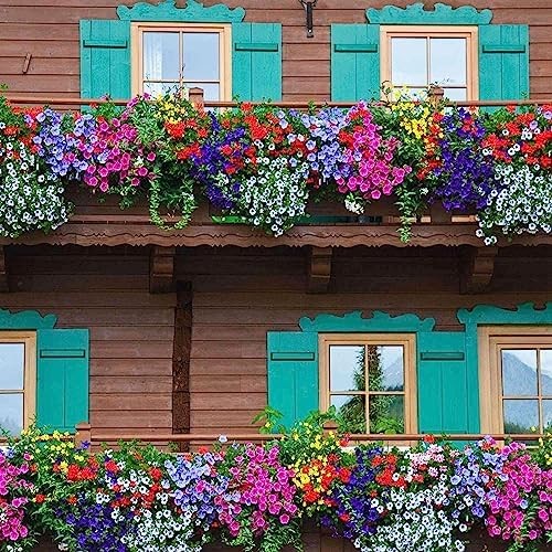 5000+ Petunia Seeds – Mixed Rainbow Color, Bonsai, Grandiflora Flowers, 1500 mg