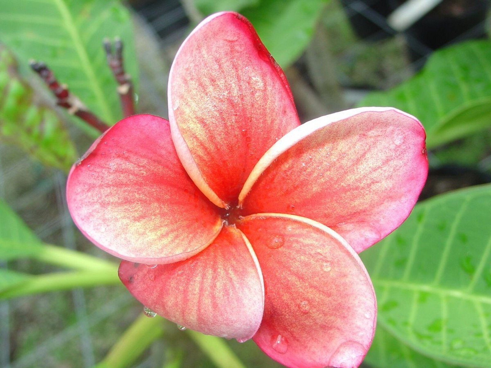 5 Orange Pink Plumeria Seeds Plants Flower Lei Hawaiian Perennial Bloom Seed