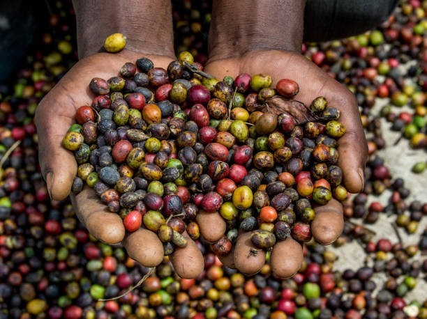 Ugandan Kaweri Robusta Coffee Bean Tree Seeds (25) / Extremely RARE