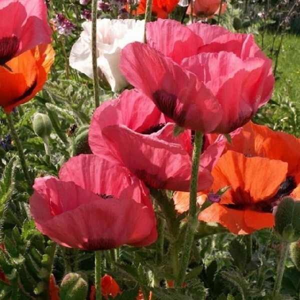 Papaver Orientale Poppy Seeds For Planting Mixed Colors Giant Perennial Flowers