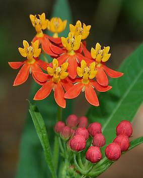 Asclepias curassavica 1,000 seeds