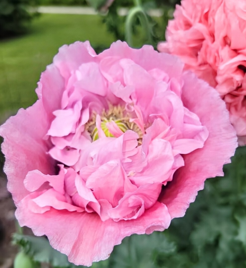 Variety Poppy Seed Mix Papever Somniferum Seeds 1000 Seeds Easy Germinate
