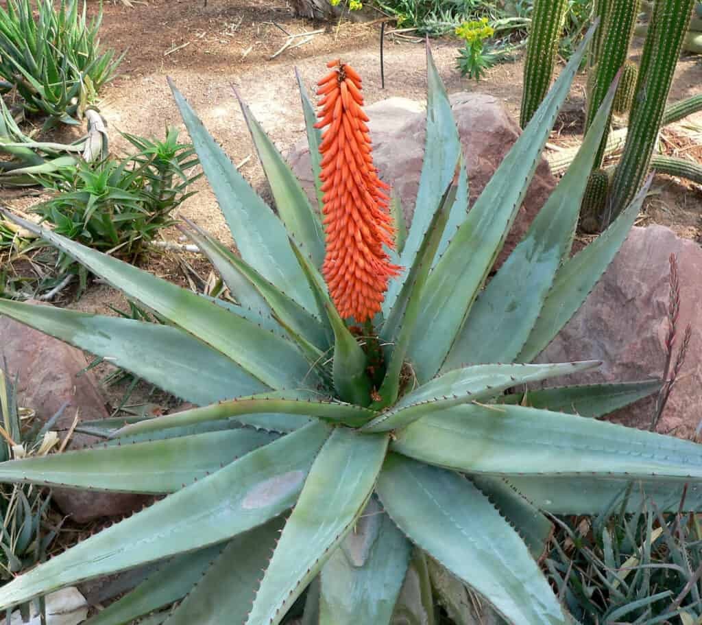 Aloe ferox seeds, aka Bitter Aloe or Red Aloe 5 Seeds Free Shipping!