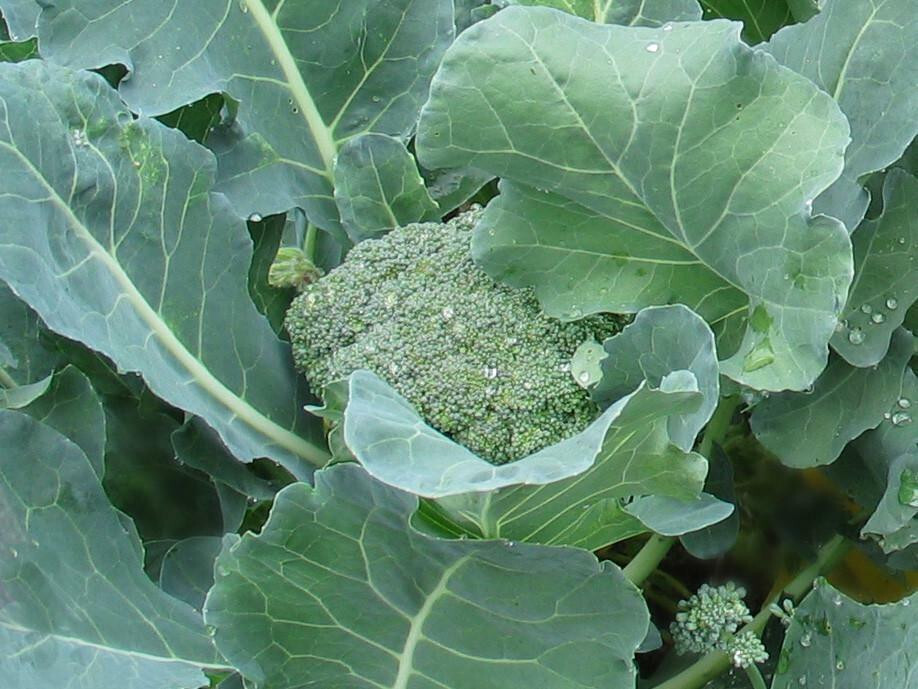 DE CICCO BROCCOLI 250 SEEDS FRESH FOR GARDENS 2024 US SELLER SHIPS QUICK