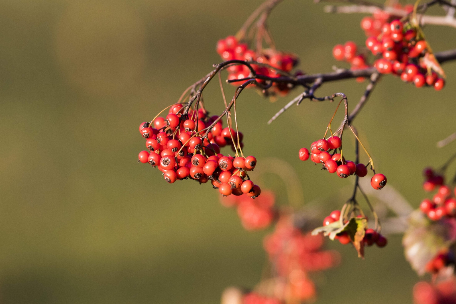 50 WASHINGTON HAWTHORN Crataegus Phaenopyrum Mayflower Shrub Tree Fruit Seeds