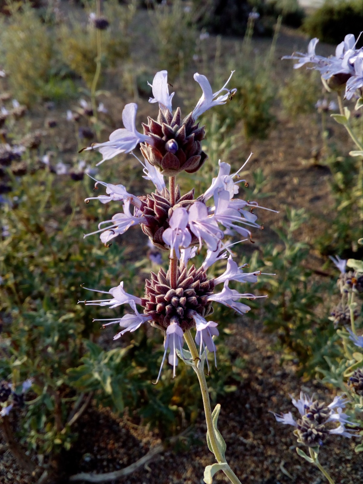 Cleveland Sage California Native Seeds Salvia Clevelandii Pollinator Seed For Mo