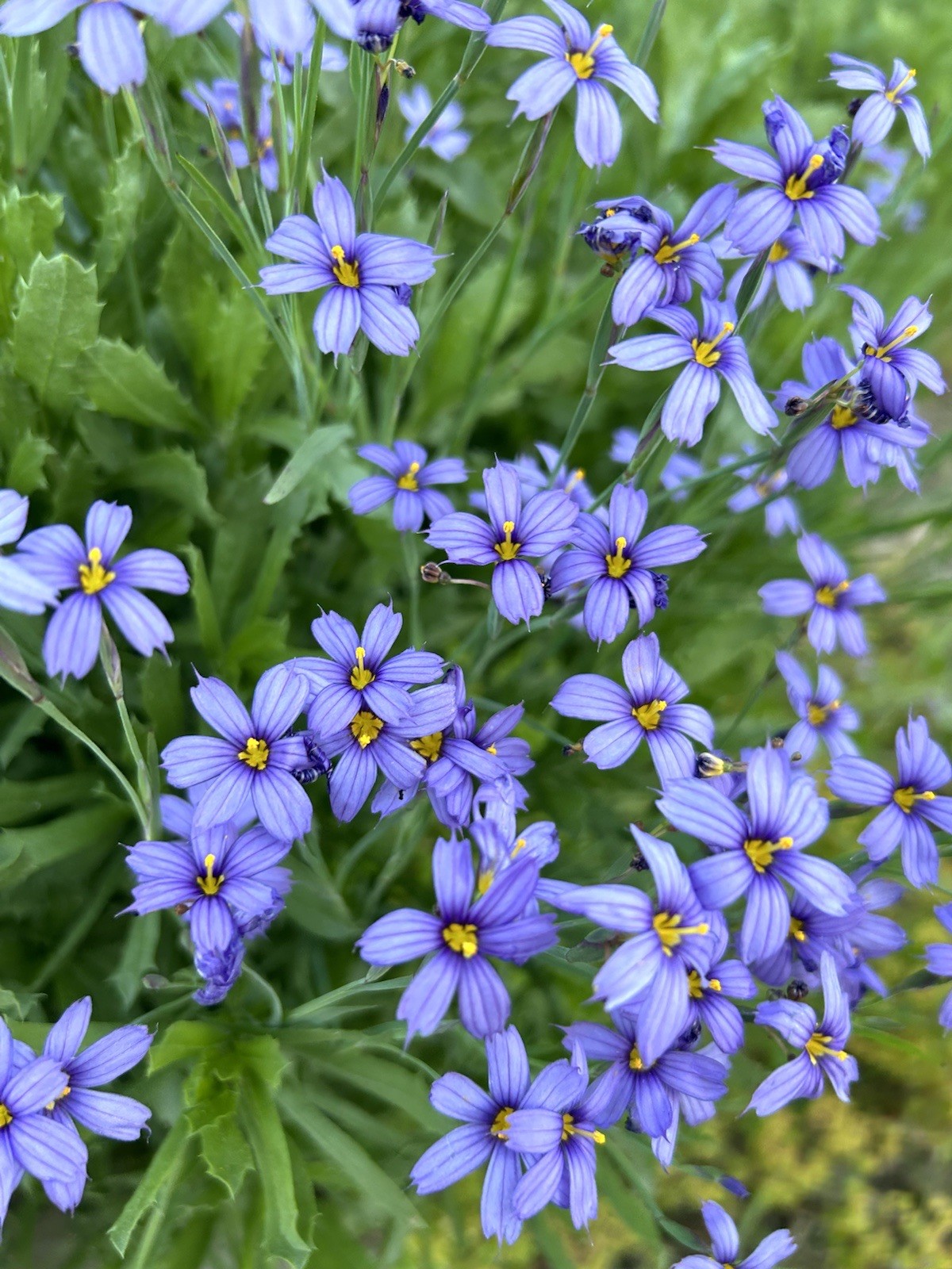 Blue Daisy, Felicia Amelloides – 50 Seeds 2025 – USA