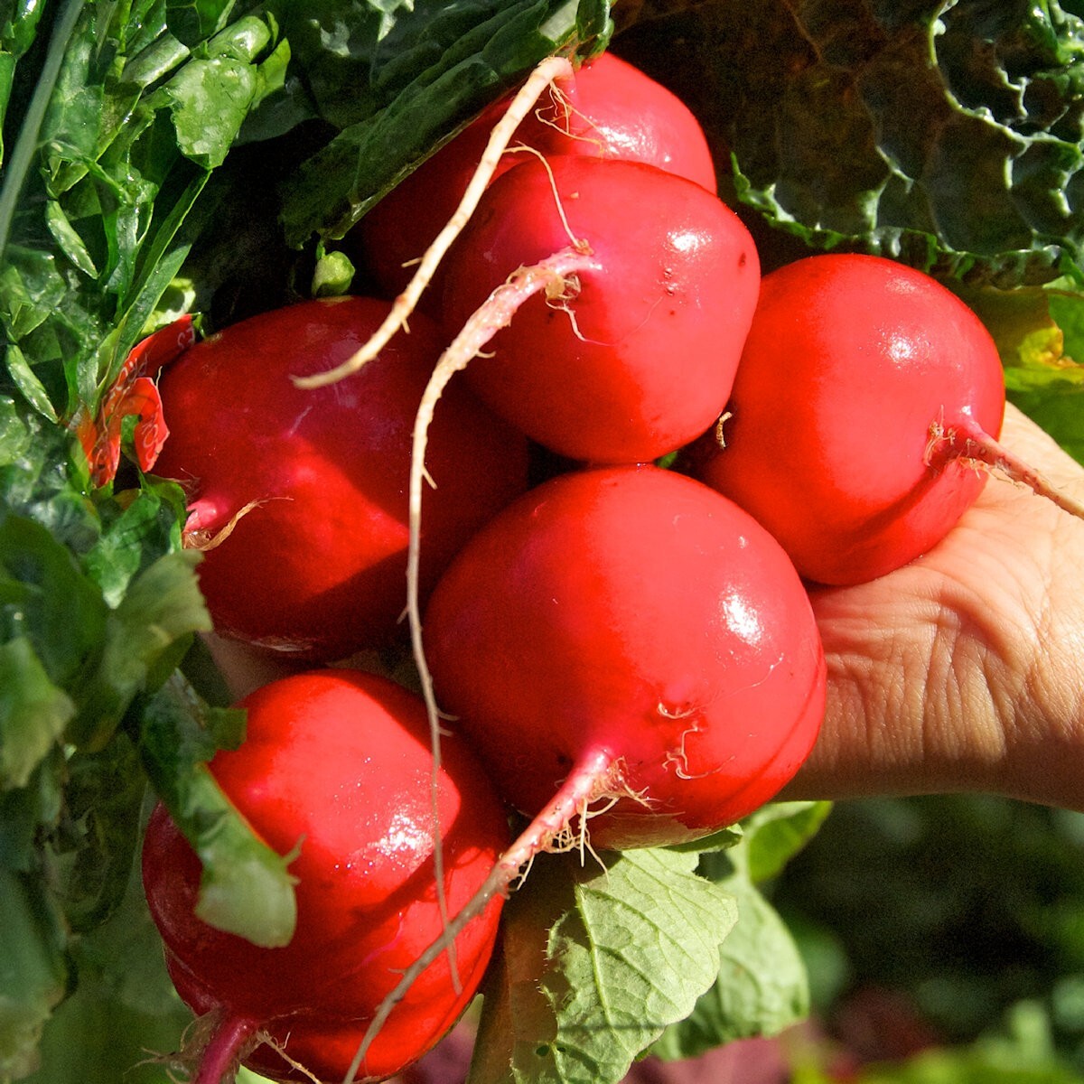 1 Lb Crimson Giant Radish Seeds – Everwilde Farms Mylar Seed Packet