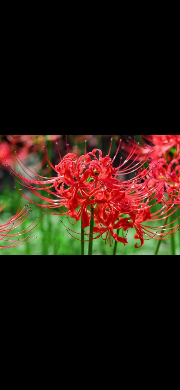 Large Red Spider lily (Lycoris) quantity 10