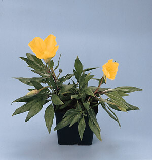 Oenothera missouriensis 250 seeds