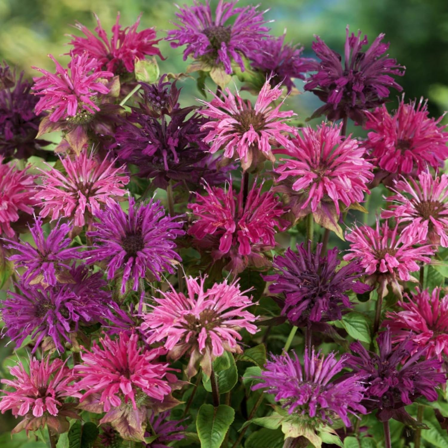 500+ Bee Balm Seeds Monarda Didyma Heirloom Flower for Garden Planting