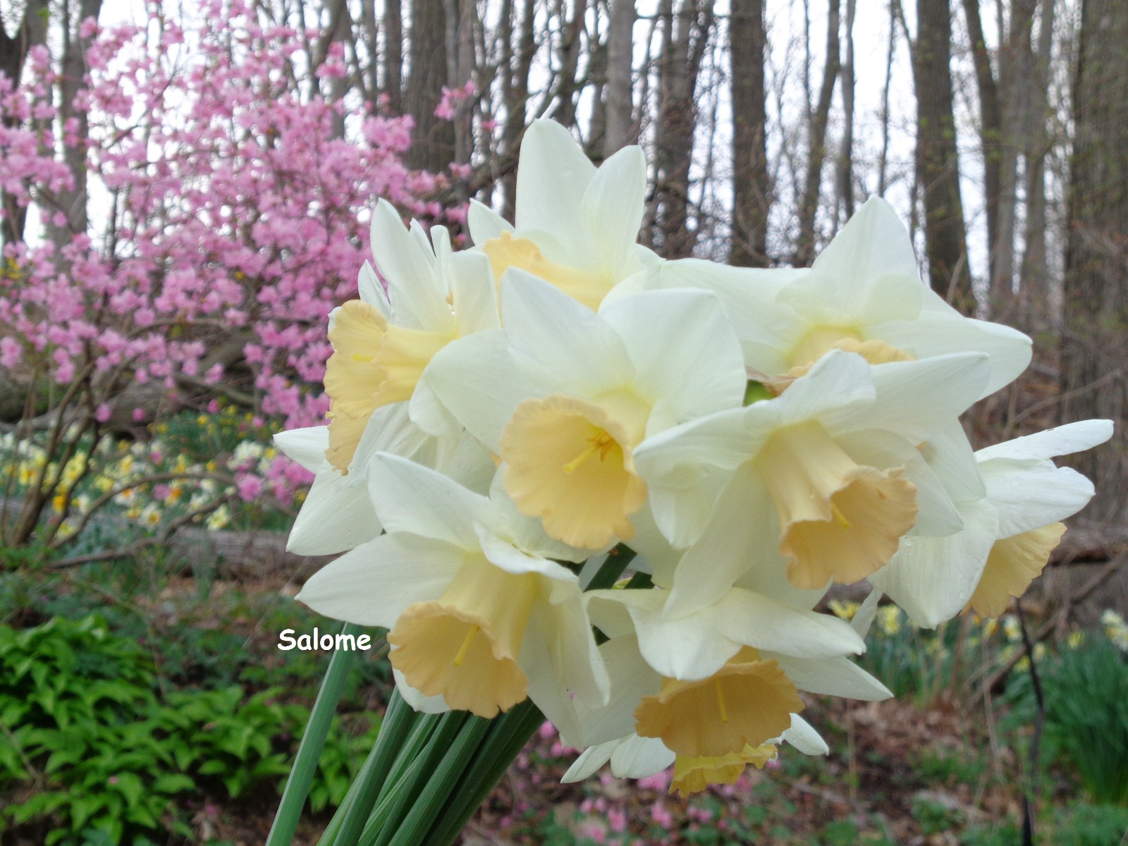 20 DAFFODIL BULBS ~ SALOME Pink White Narcissus Jonquils FromMyGarden*PlsREAD
