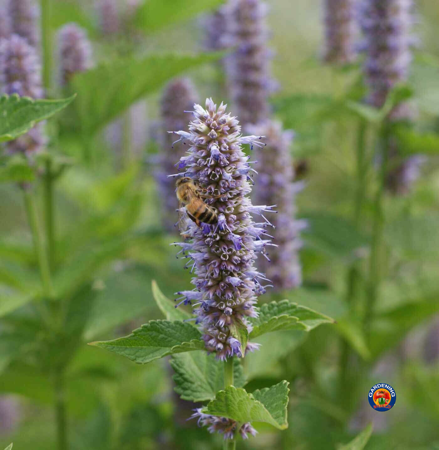Purple Giant Hyssop Flower Herb Seeds Licorice Mint Fragrant (500 to 5000 SEEDS)
