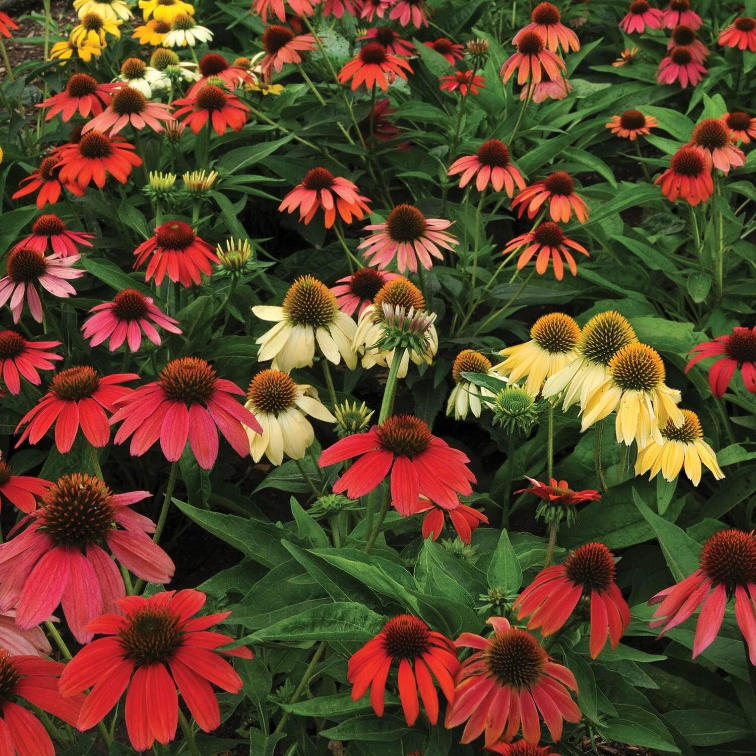 100 SEEDS CHEYENNE SPIRIT CONEFLOWER Echinacea in Orange Red Yellow Purple Pink