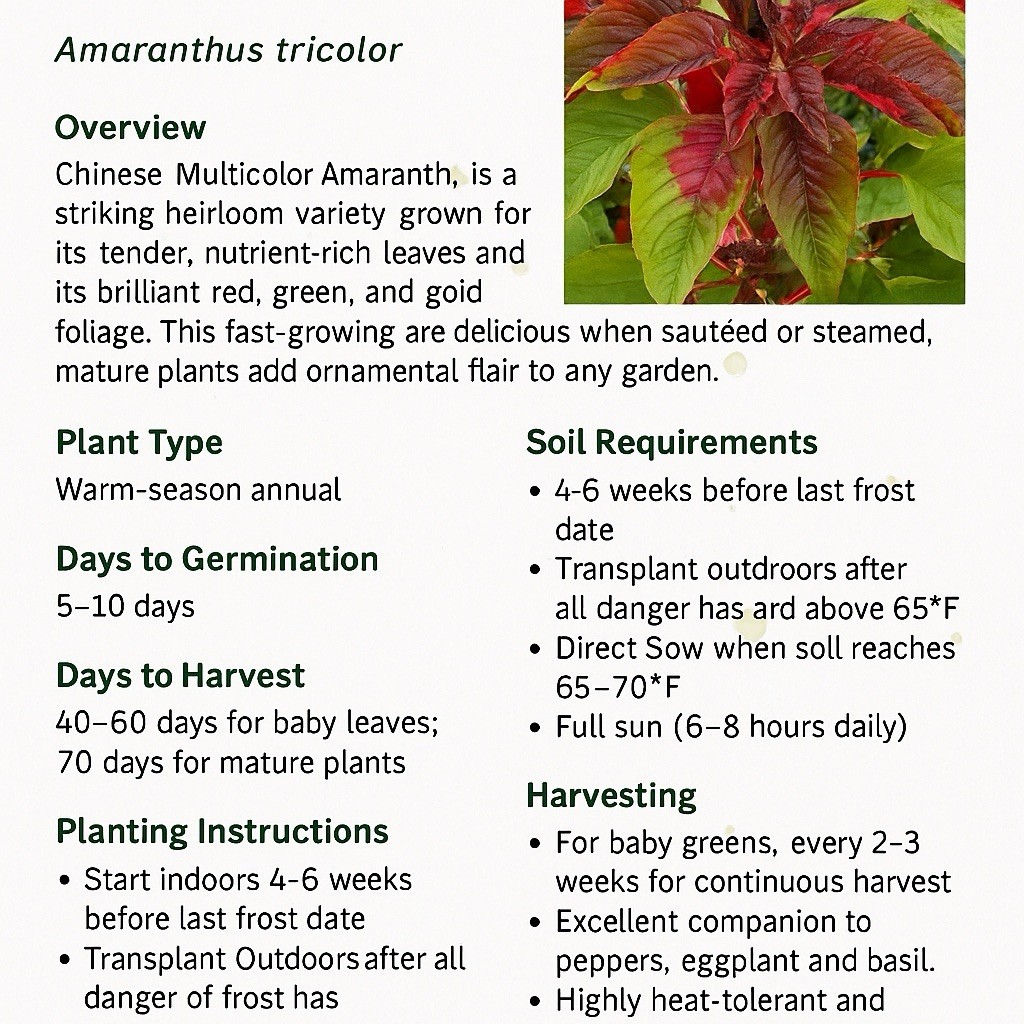 RED AMARANTH CHINESE SPINACH Seeds – 5gram / 3000pcs 红苋菜种子