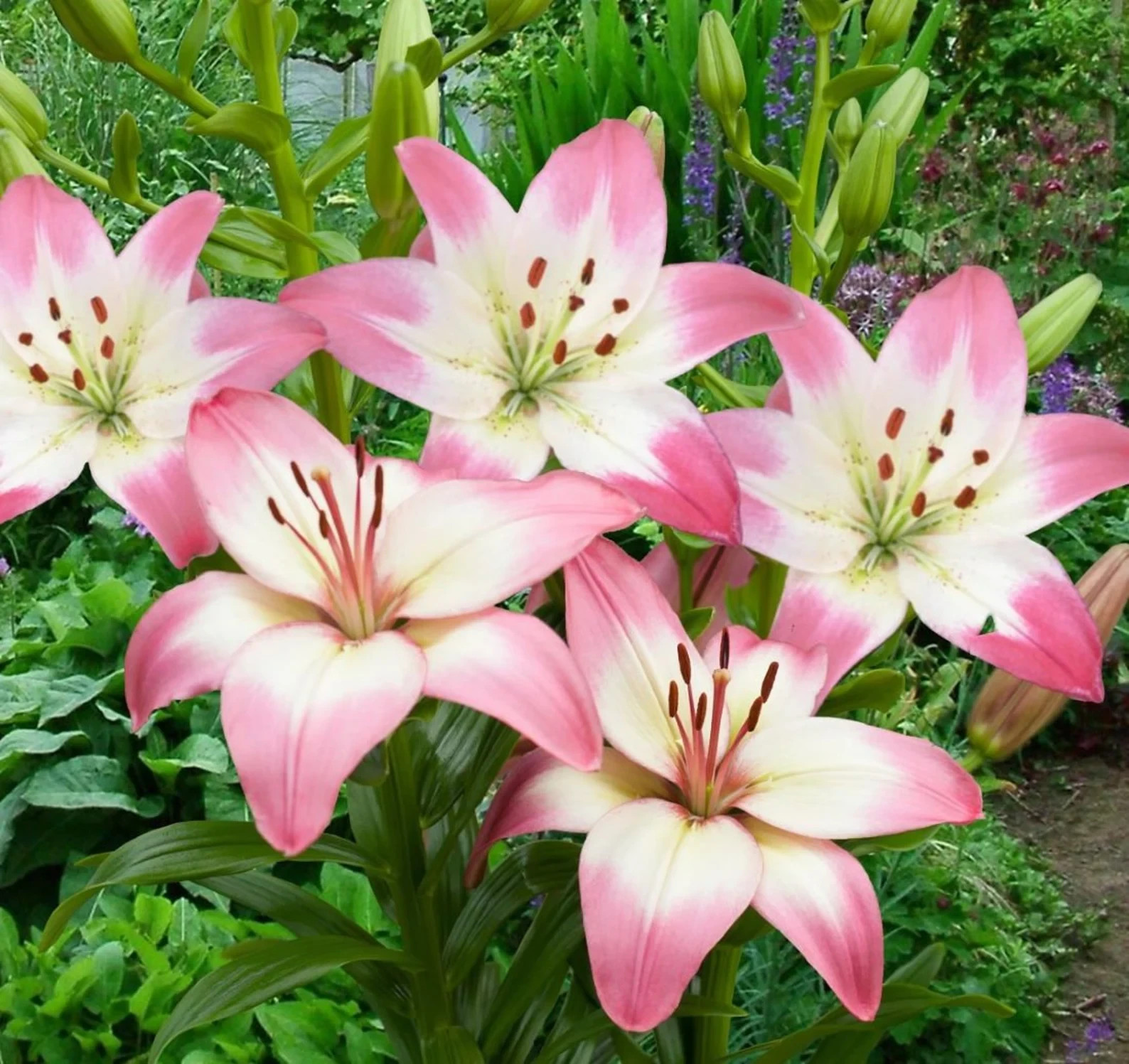 3 Levi Asiatic Bulbs-USA Farm & Company-
