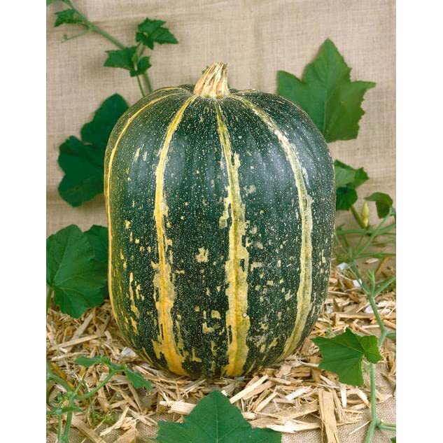Large Gourd Mix Seeds to Grow | 25+ Seeds | Grow Your Own Fall Decor