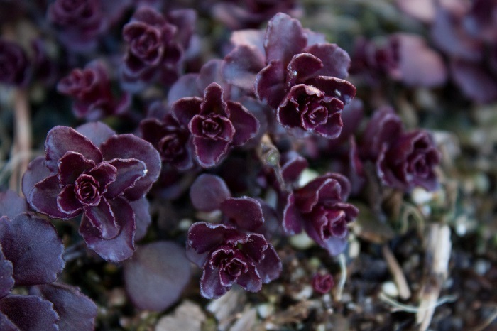 50+ SEDUM SPURIUM VOODOO PERENNIAL FLOWER SEEDS / RABBIT RESISTANT