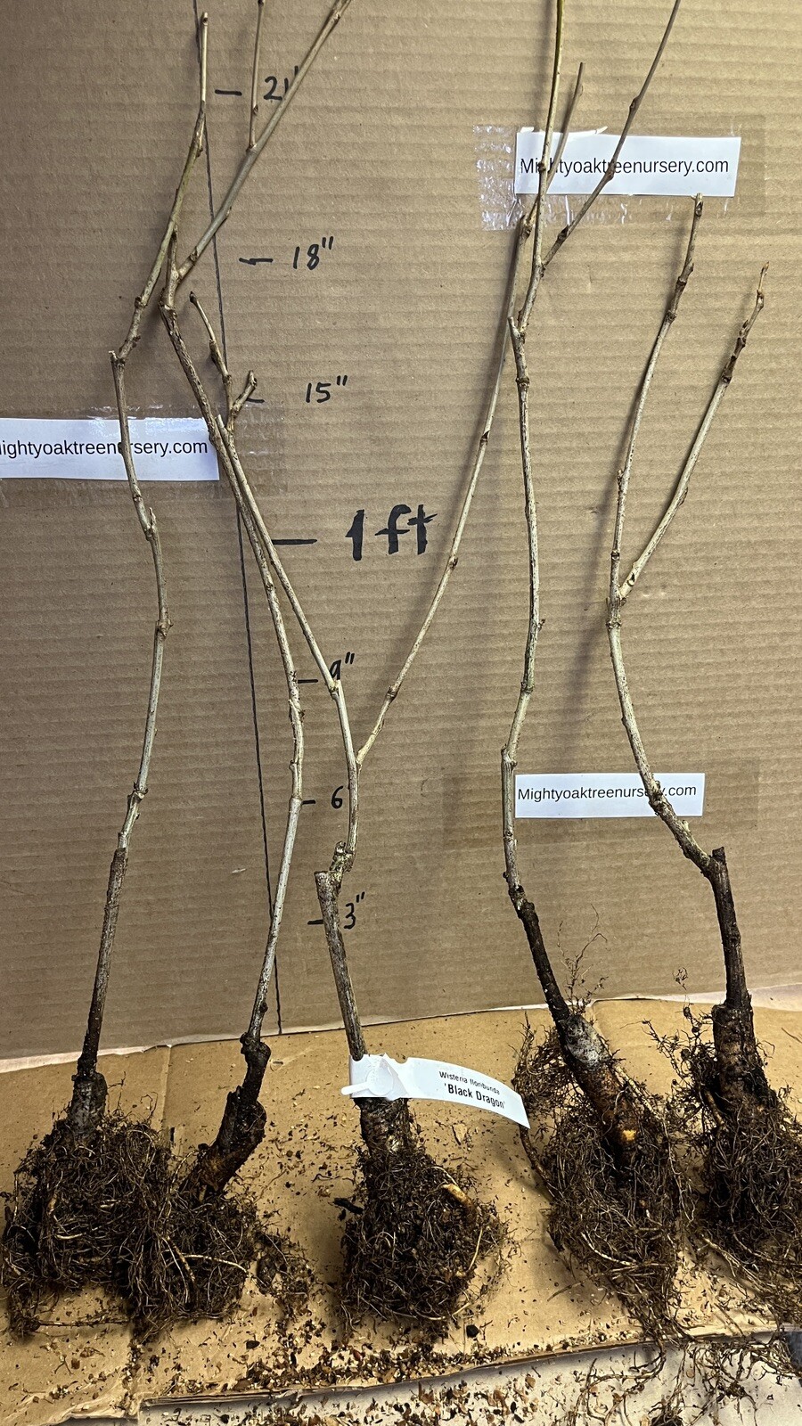 Wisteria floribunda Black Dragon (Double flowering variety) 1 yo grafted plant