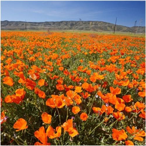 Orange California Poppy Seeds For Planting (Eschscholzia californica)