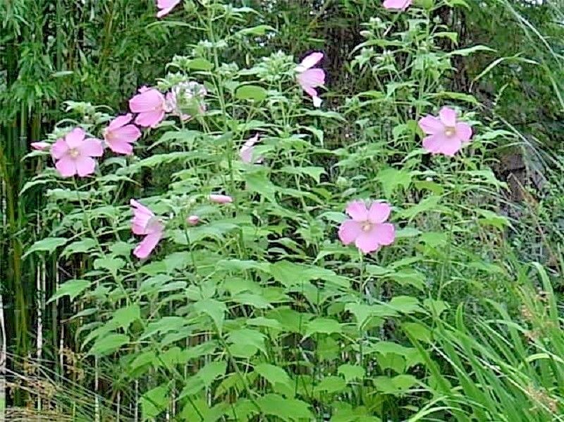 40 PINK SWAMP ROSE MALLOW SEEDS – WILD HIBISCUS – Hibiscus moscheutos