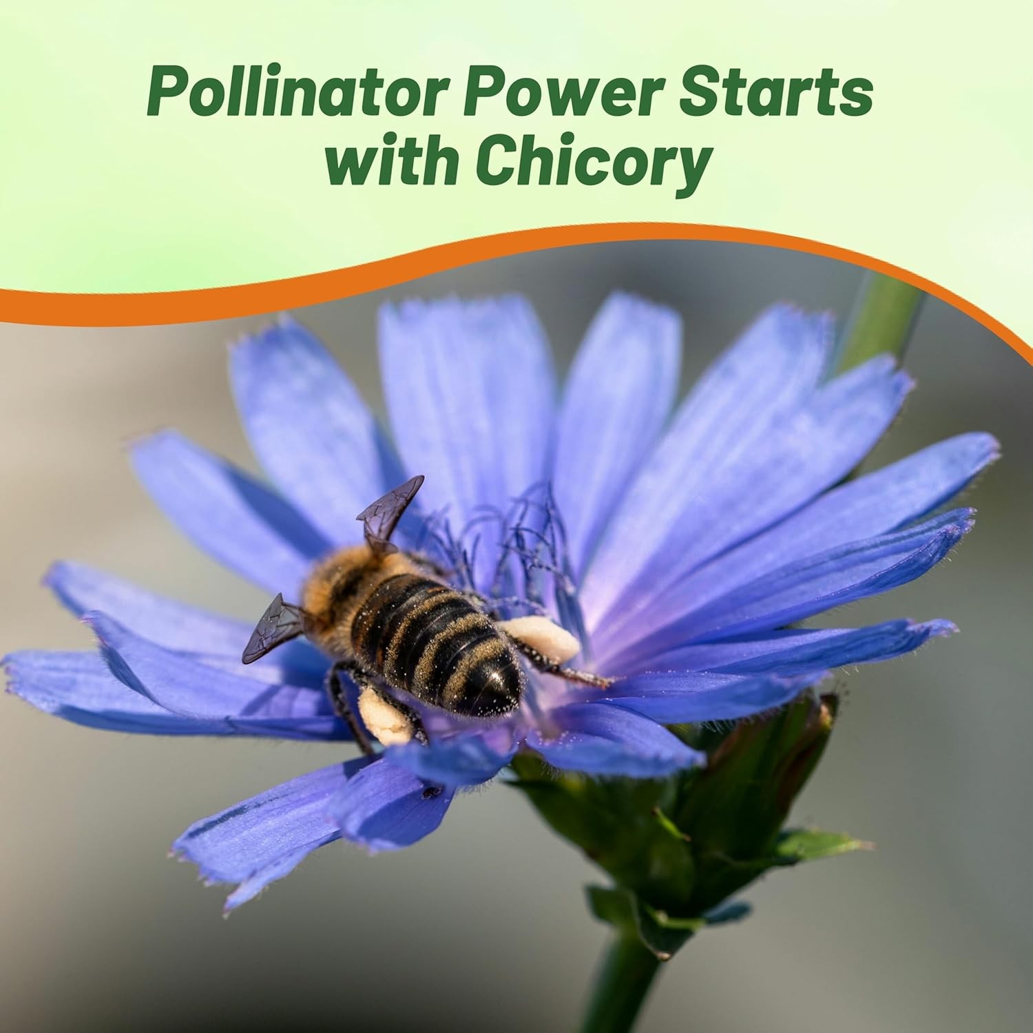 5000 Seeds Blue Chicory Seeds For Planting | Cichorium Intybus Wild Flower Seed
