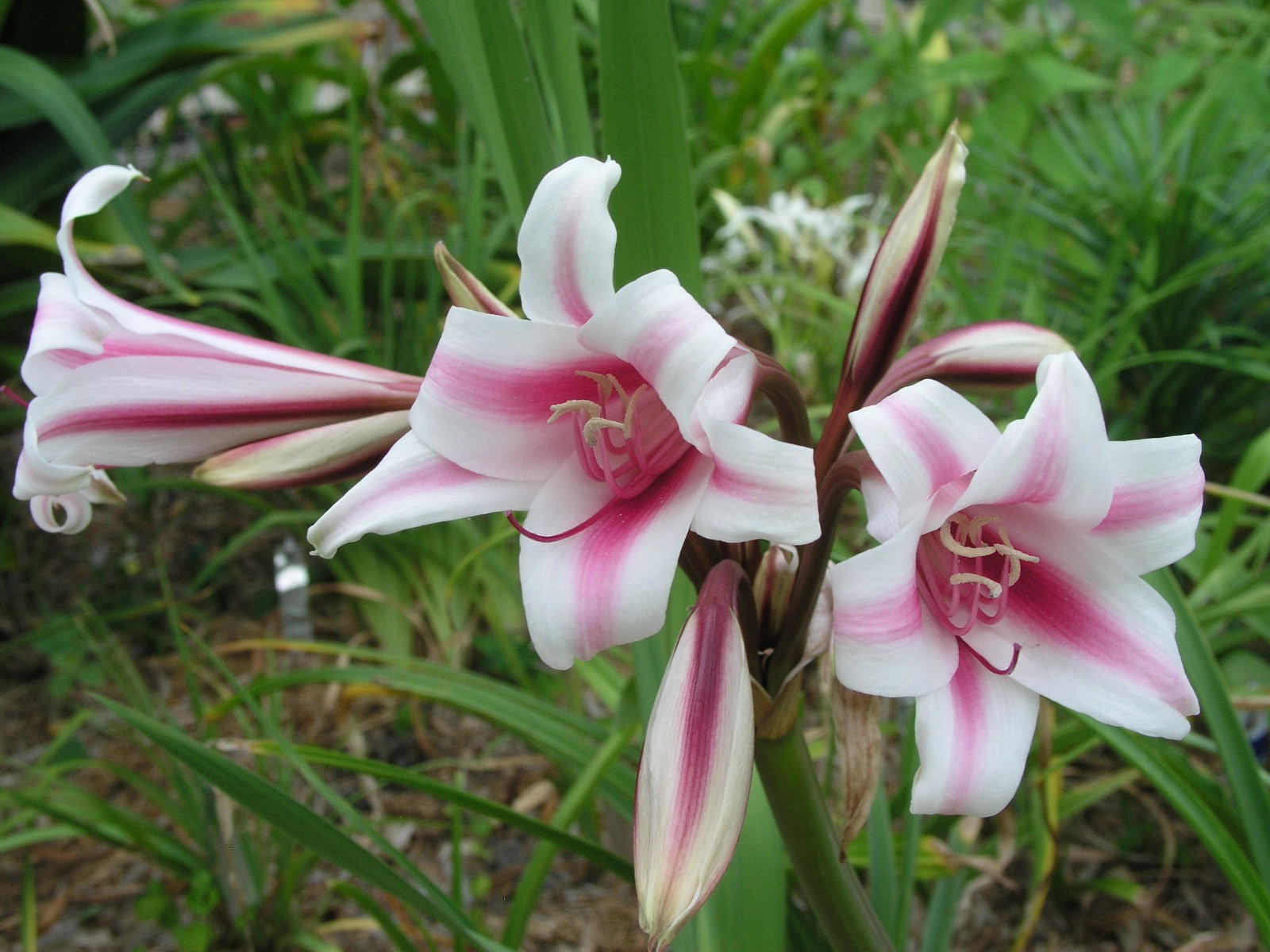 Crinum Lily, herbertii Schreck, jumbo, blooming-size bulb, NEW, RARE
