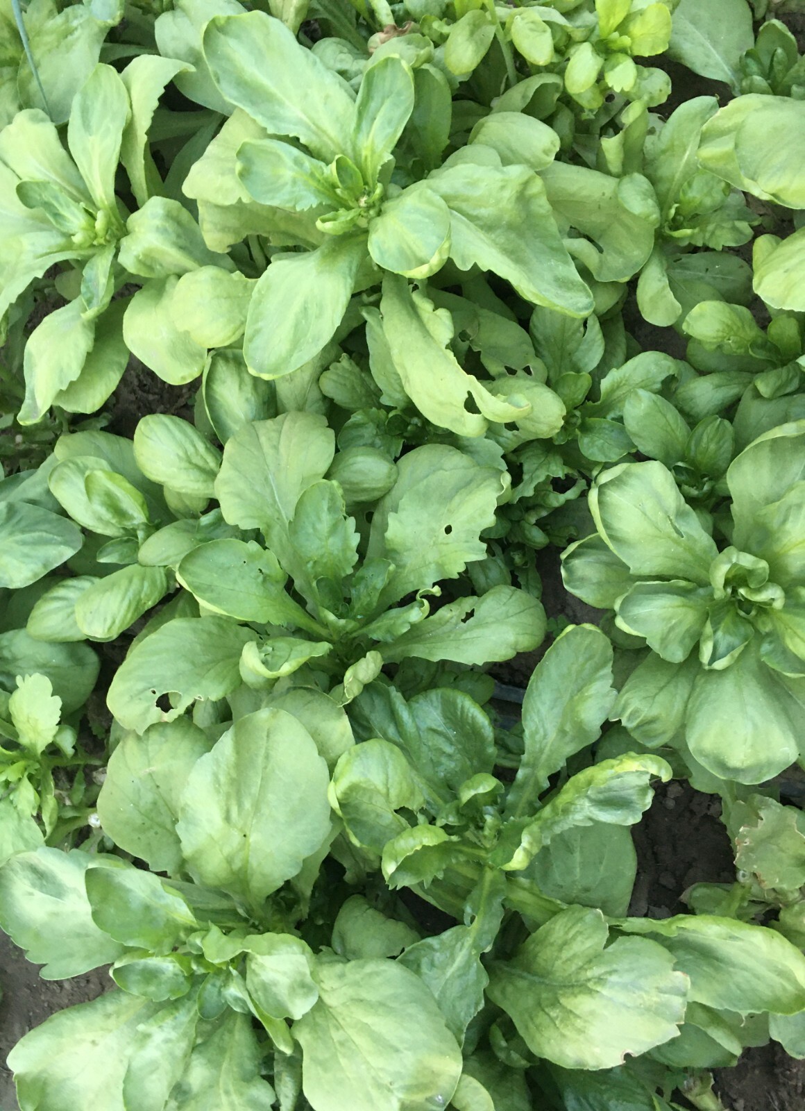 200+TongHo Choy Seeds Shungiku Ssukgat Tan O Edible Chrysanthemus(Broad leaf)USA