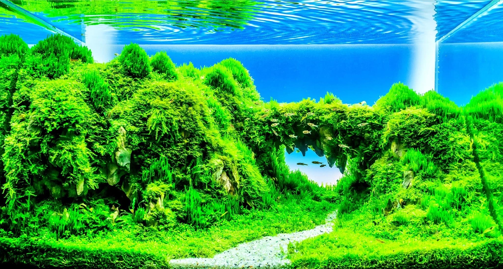 Dwarf Hairgrass Seeds – 50 Seeds – Aquarium Grass