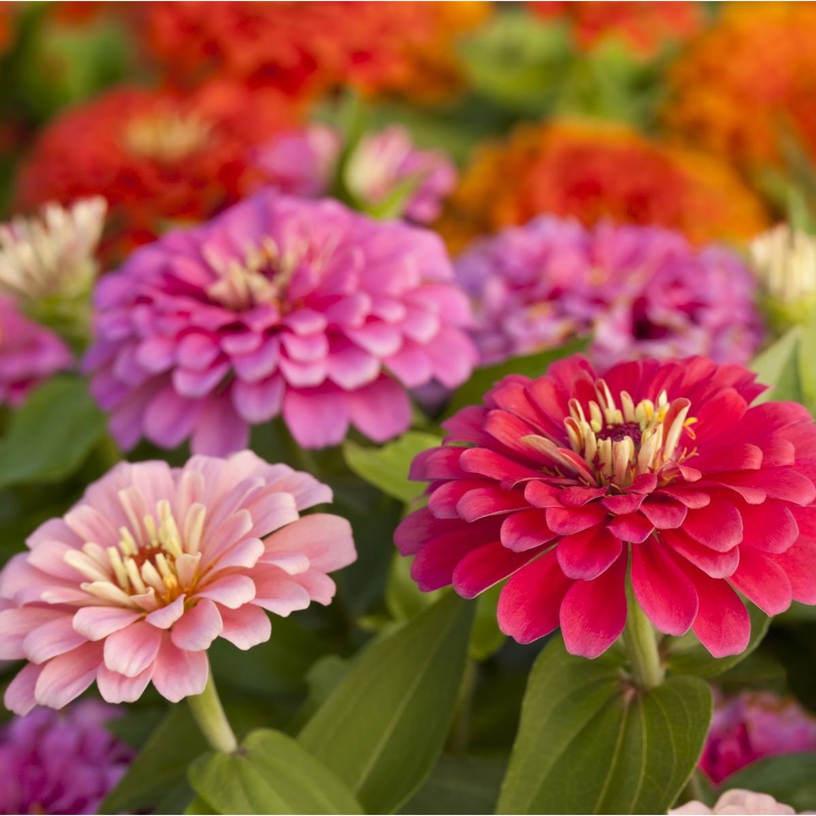 Dahlia Flower Mixture Zinnia Heirloom Seeds Great for Cut Flowers – 50 seeds
