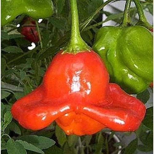 Bishop’s Crown Hot Peppers (80 Seed Pack)