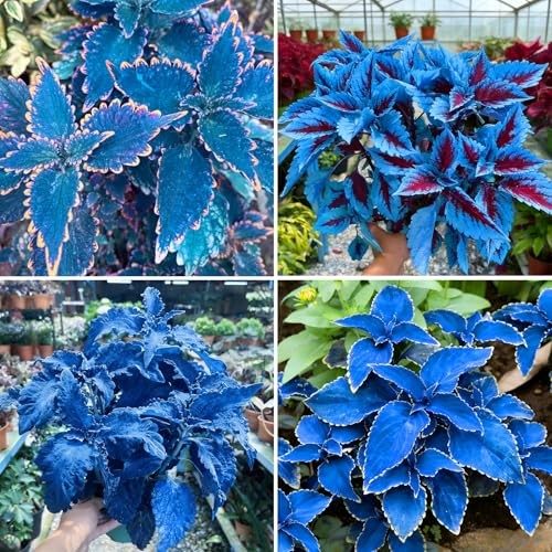 Mix Dwarf Coleus Seeds for Planting, 100pcs Perennial Colorful Coleus Flower