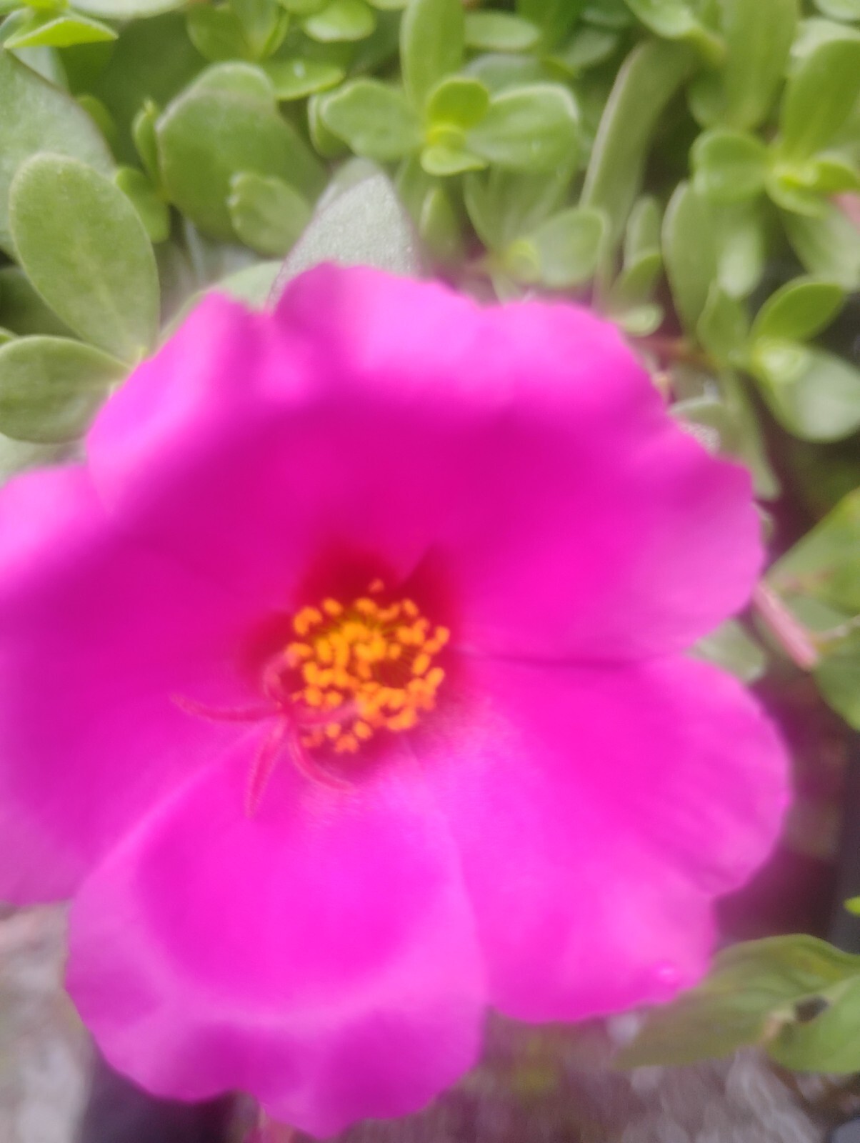 $35+ VALUE! MYSTERY PLANTS YOUR CHOICE OF HOUSEPLANTS, BEGONIAS, PEREN., OR MIX
